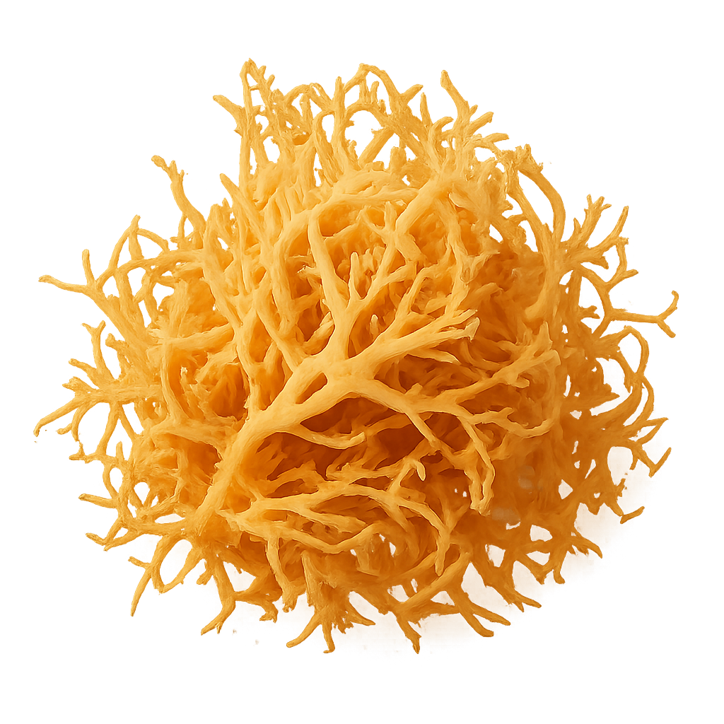 Sea Moss